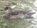 Baikal Teal